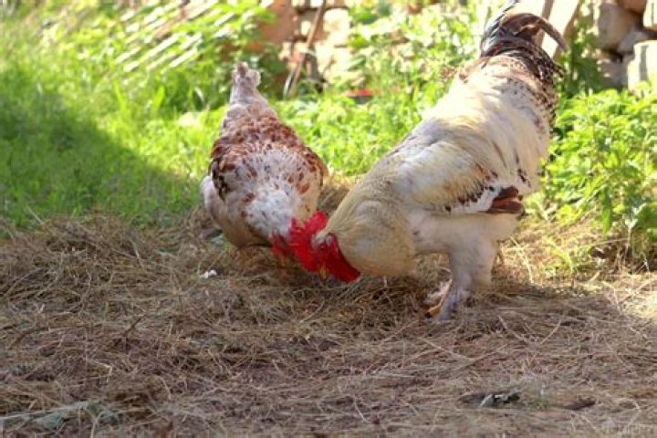 Is beer OK for chickens?