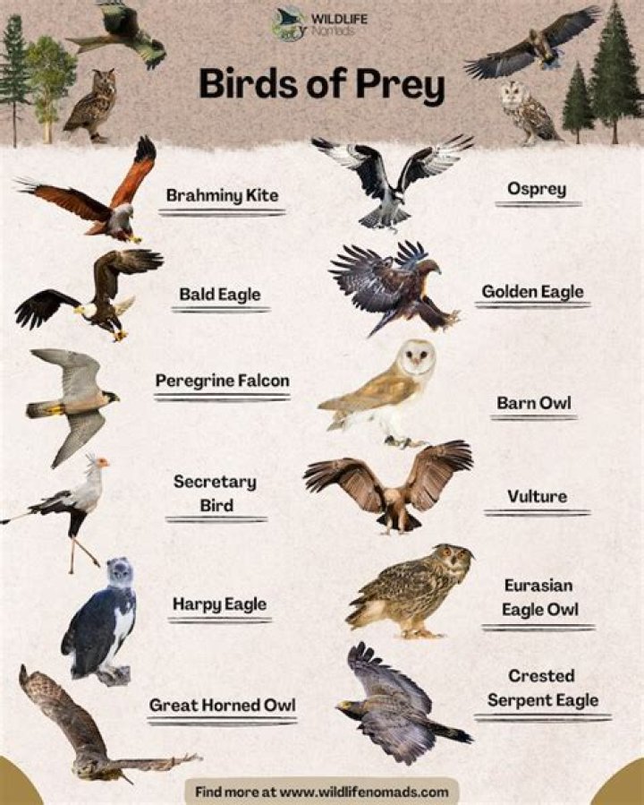 Is Birds of Prey r18?