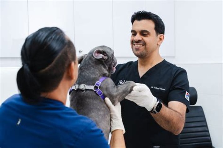 Is blood in dog stool an emergency?