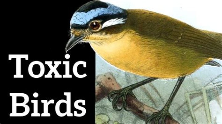 Is borax toxic to birds?