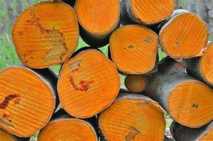 Is burnt wood good for soil?