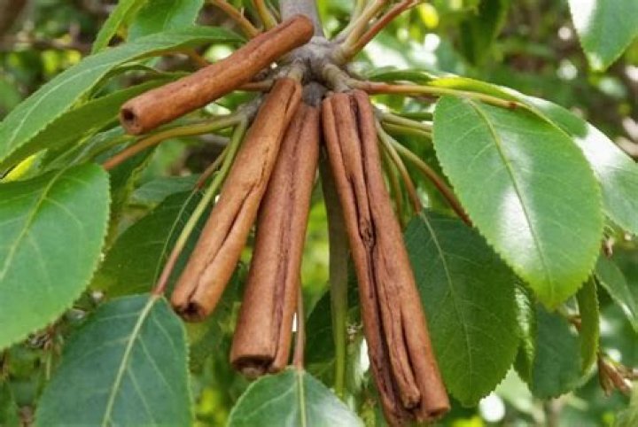 Is Canela cinnamon the same as Ceylon cinnamon?