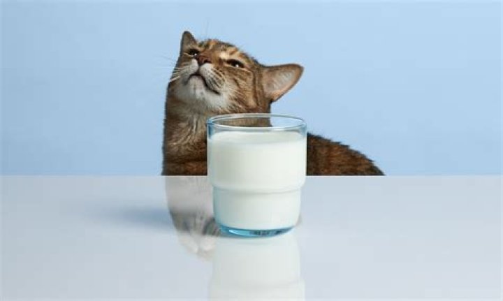 Is cat milk made from cats?