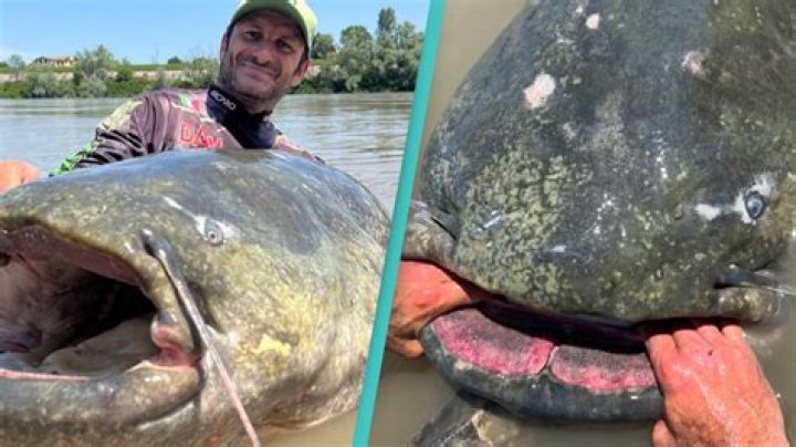 Is catfish a good fish?