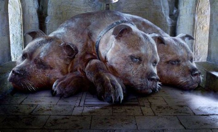 Is Cerberus Fluffy from Harry Potter?