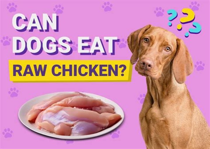 Is chicken OK for cats?