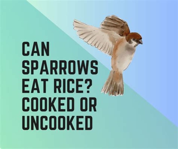 Is cooked rice OK for birds?
