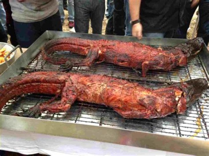 Is crocodile meat healthy?
