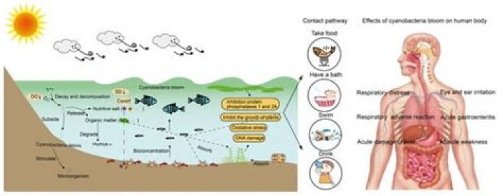 Is dioxin still used today?