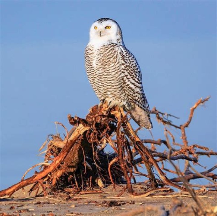 Is Dodo worth a snow owl?