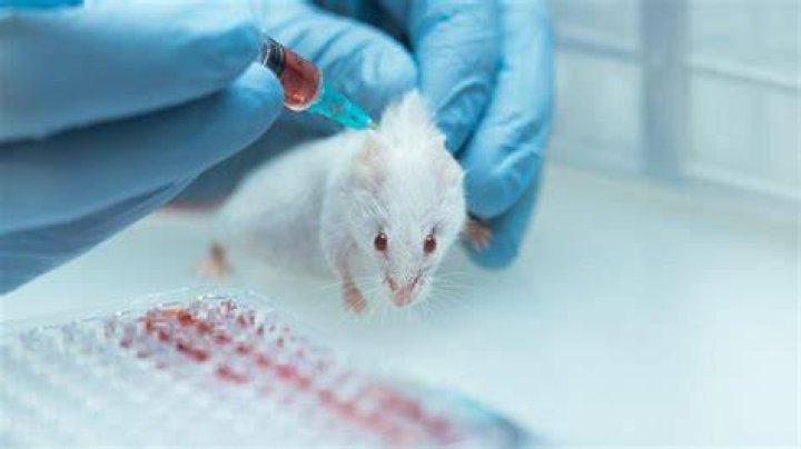Is Dove tested on animals?