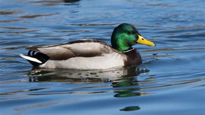 Is duck down cruel?
