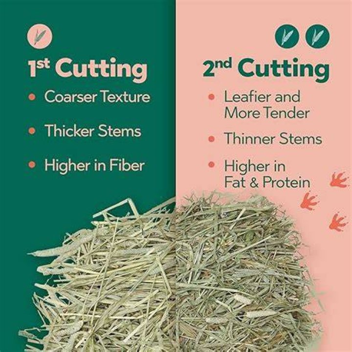 Is first or second cut hay better?