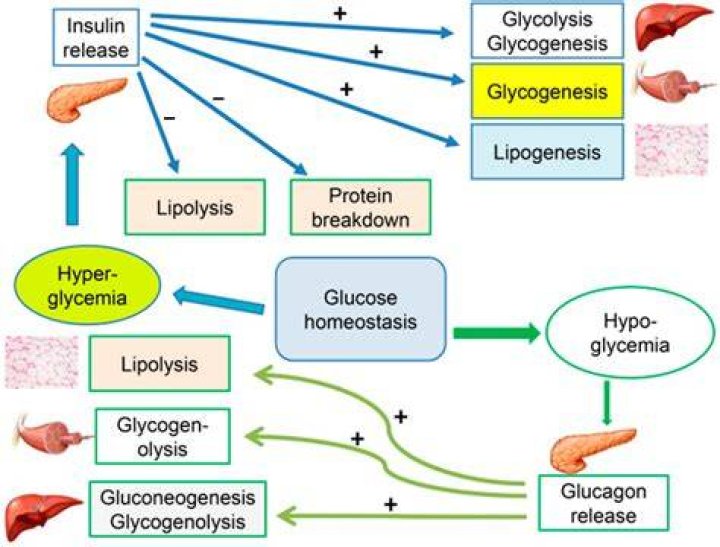 Is glucosamine hard on the kidneys?