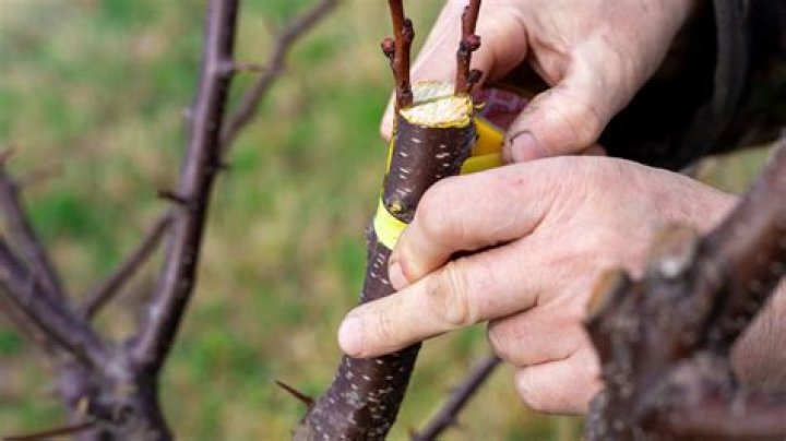 Is grafting necessary?