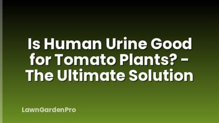 Is human urine good for tomato plants?