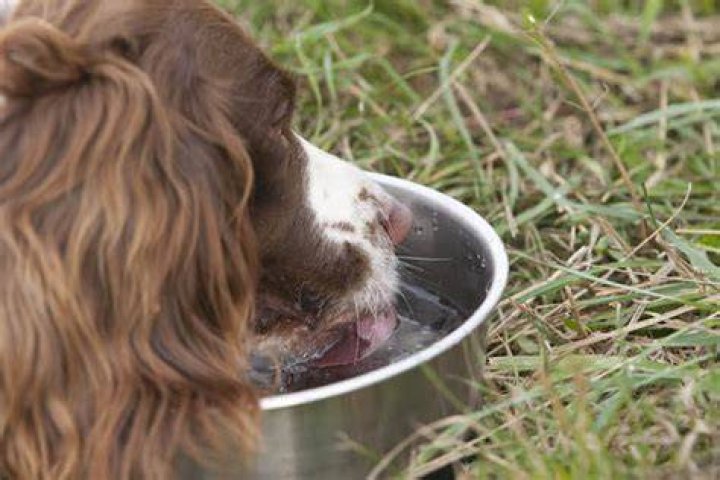 Is ice water good for dogs?