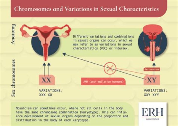 Is intersex and hermaphrodite the same?