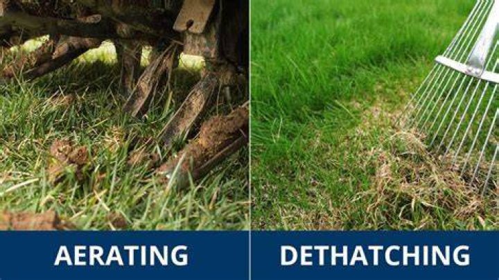 Is it better to dethatch or aerate before overseeding?