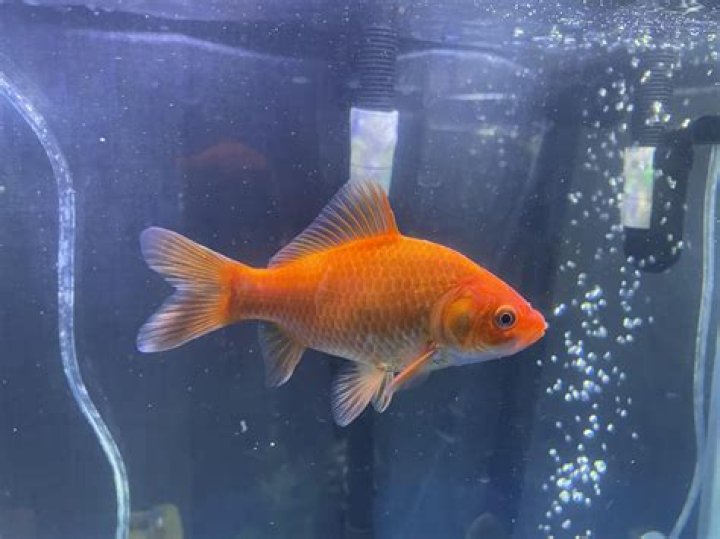 Is it cruel to keep a goldfish in a bowl?
