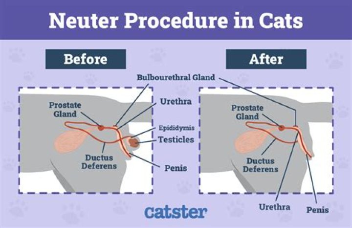 Is it cruel to not neuter your cat?