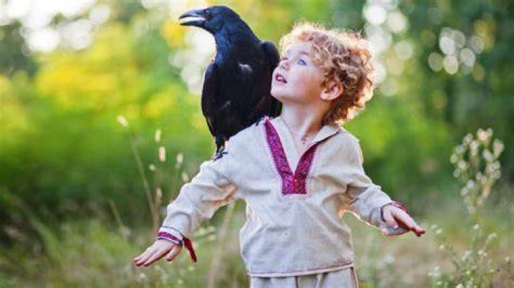Is it illegal to own a crow skull?
