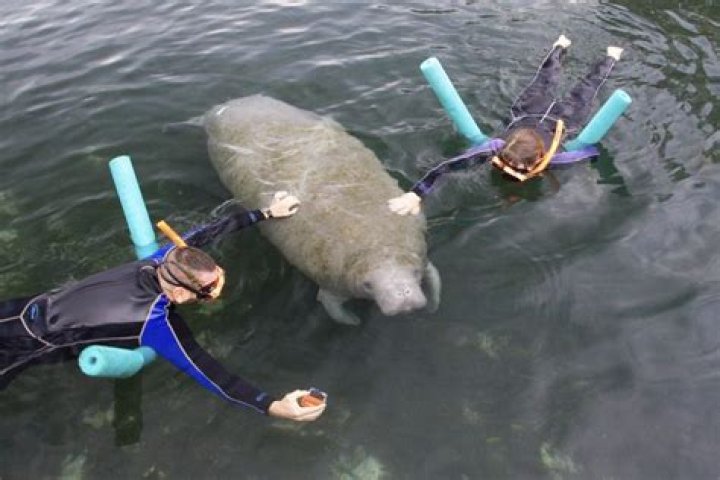 Is it illegal to swim with manatees?