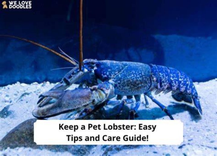 Is it legal to keep a lobster as a pet?