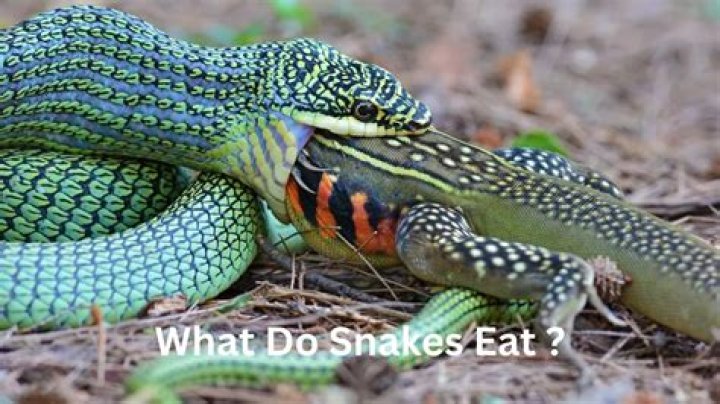 Is it OK to eat snake?