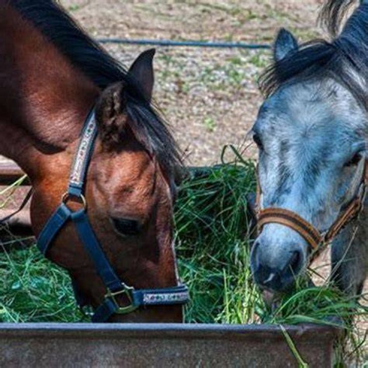 Is it OK to feed your horse once a day?
