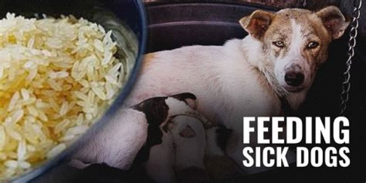 Is it OK to force feed a sick dog?