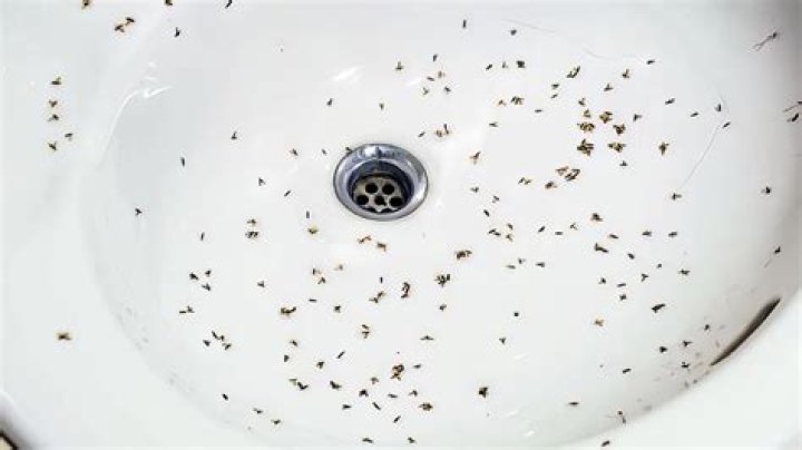 Is it OK to have flies in compost?