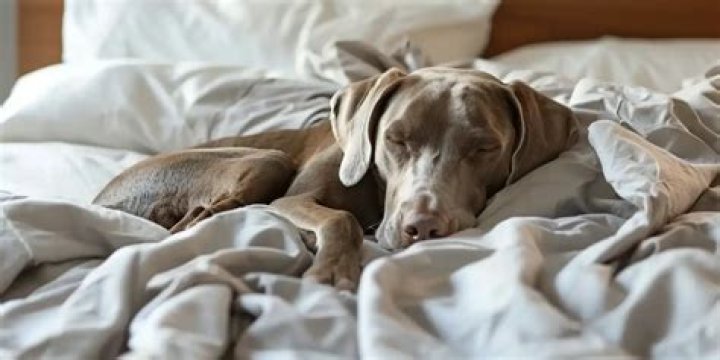 Is it OK to let dog sleep alone?