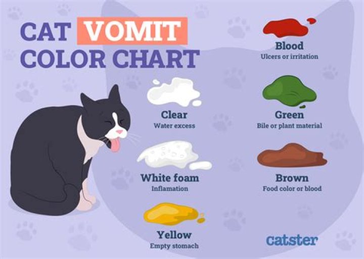 Is it OK to throw your cat?
