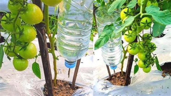Is it OK to water plants with cold water?