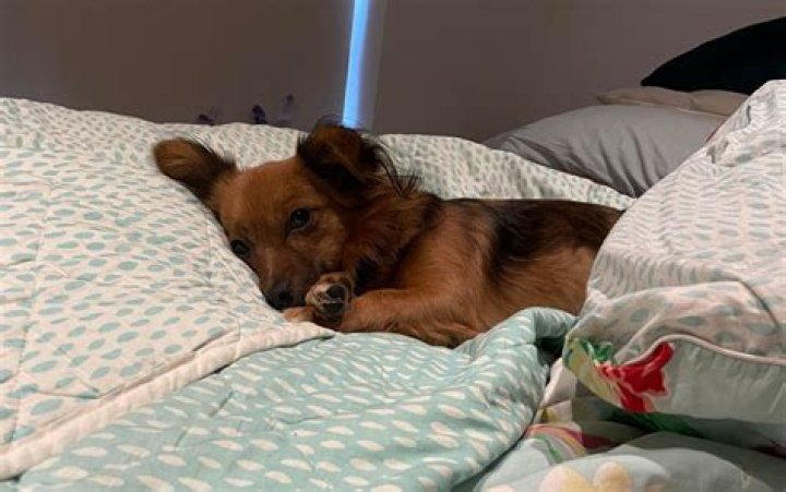 Is it safe for dogs to sleep under the covers?