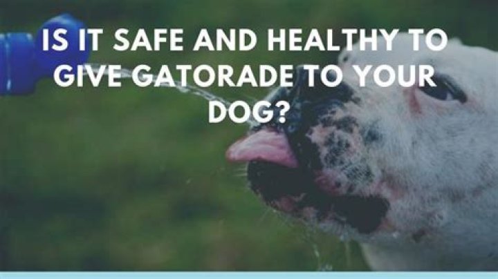 Is it safe to give a dog Gatorade?