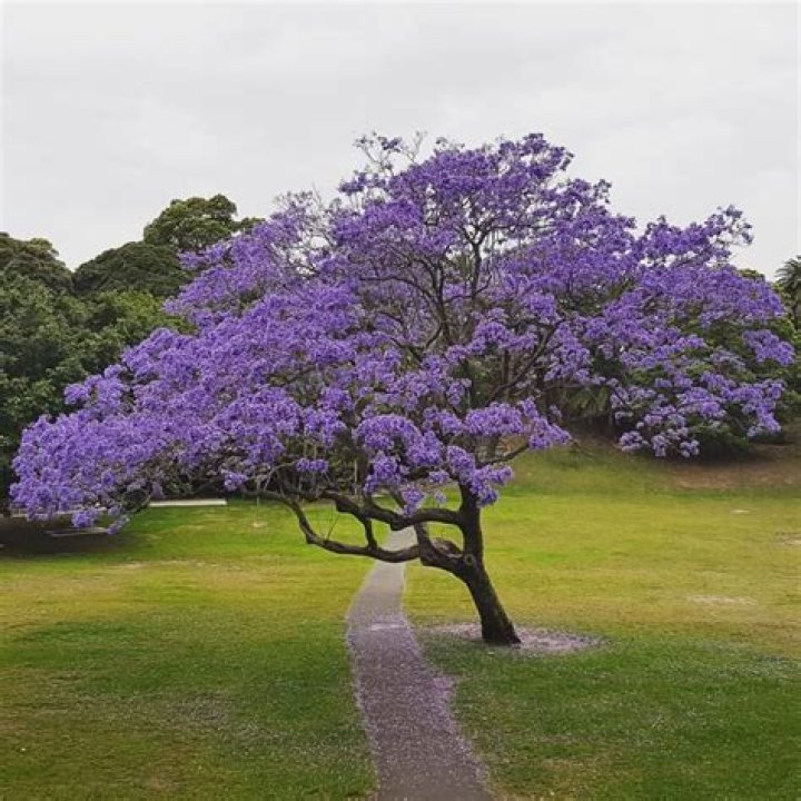 Is jacaranda the same as wisteria?