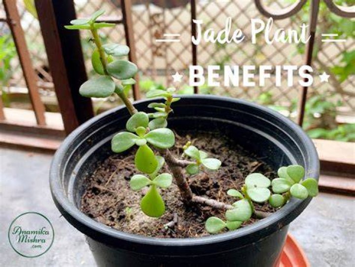 Is jade plant good for health?