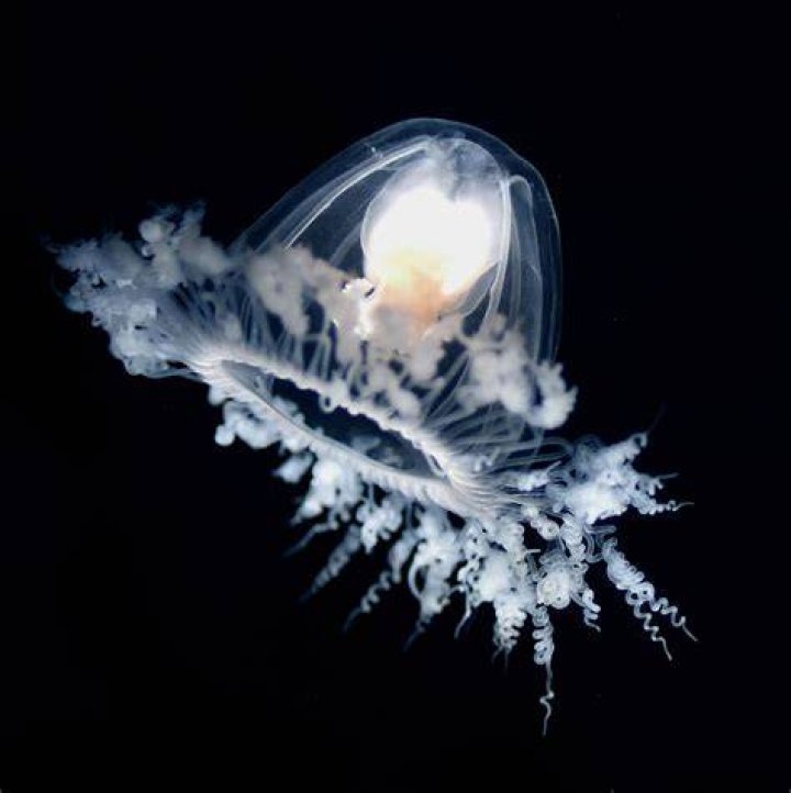 Is jellyfish is poisonous?