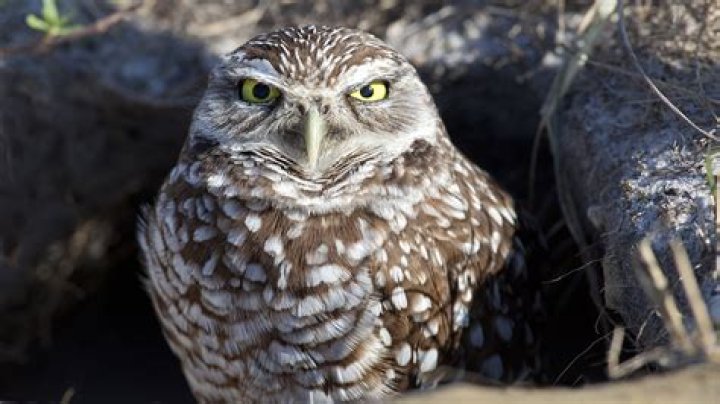 Is keeping an owl illegal?
