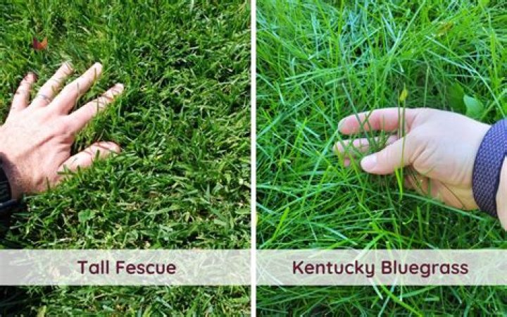 Is Kentucky bluegrass good for horse pasture?