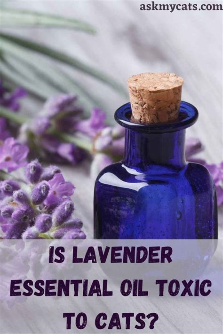 Is lavender essential oil toxic to cats?