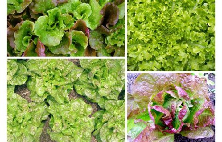 Is lettuce high in magnesium?