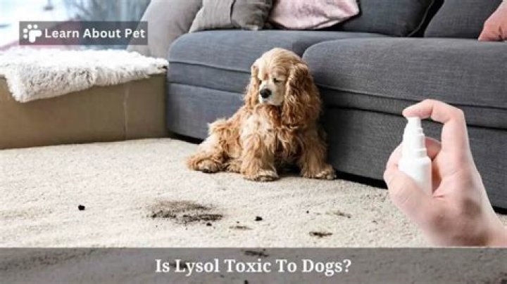 Is Lysol toxic to dogs?