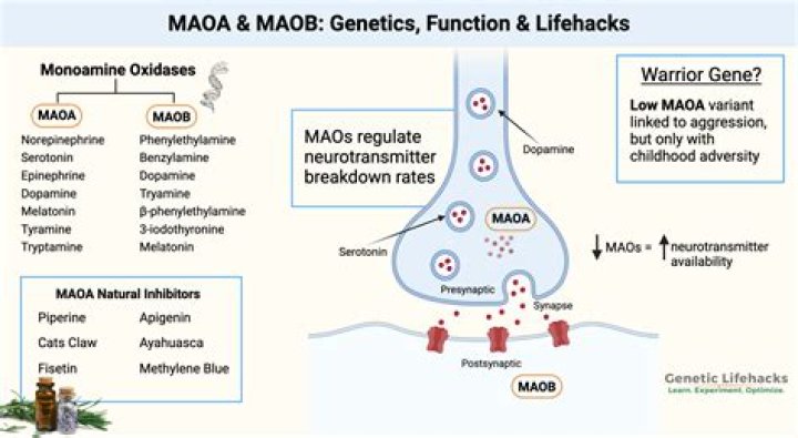 Is MAOA CDH13 real?