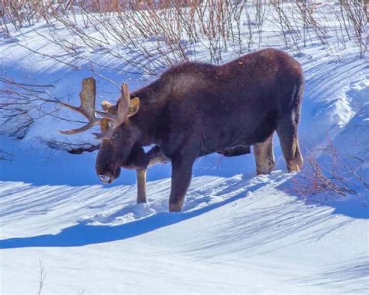 Is moose good to eat?