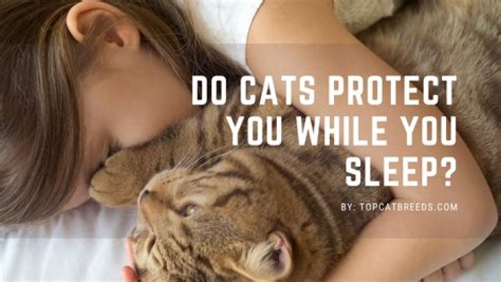 Is my cat protecting me while I sleep?