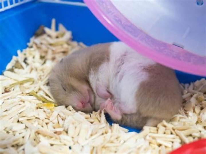 Is my hamster dead or hibernating?