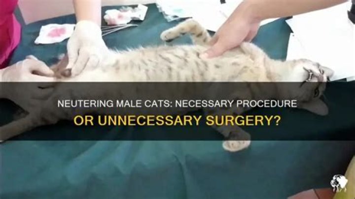 Is neutering a male cat necessary?
